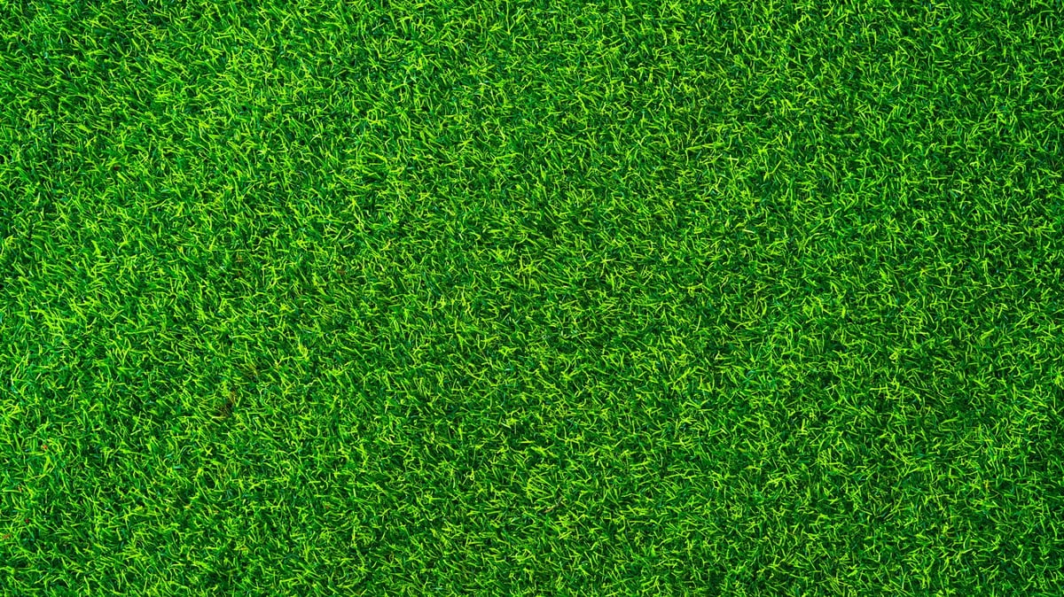 A vibrant green field with short, lush grass